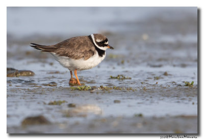 Bontbekplevier - Little Ringed Plover 20181105