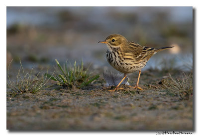Graspieper - Meadow Pipit 20181105