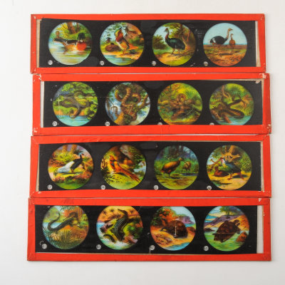 05 Box of 14 Magic Lantern Colour Slides - Animals, Snakes.jpg