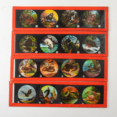 04 Box of 14 Magic Lantern Colour Slides - Animals, Snakes.jpg
