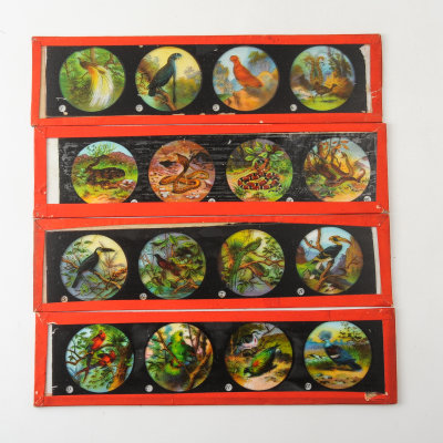 03 Box of 14 Magic Lantern Colour Slides - Animals, Snakes.jpg