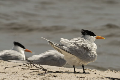 Tern