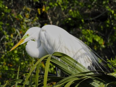 Alligator Farm, St Augustine, Fla