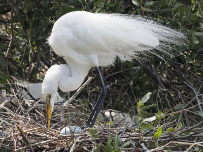 Alligator Farm, St Augustine, Fla