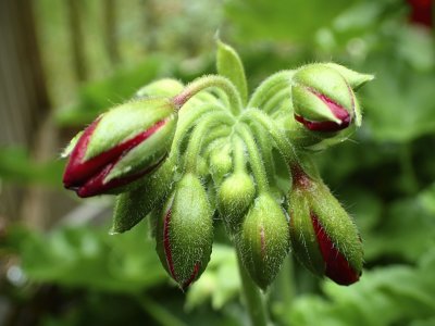 Macro Flowers