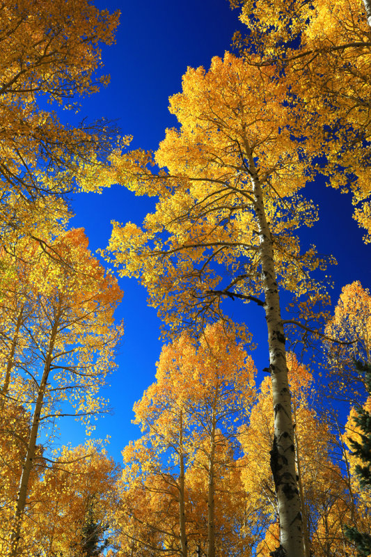 003-3B9A2624-Glorious Aspens in the Fall.jpg