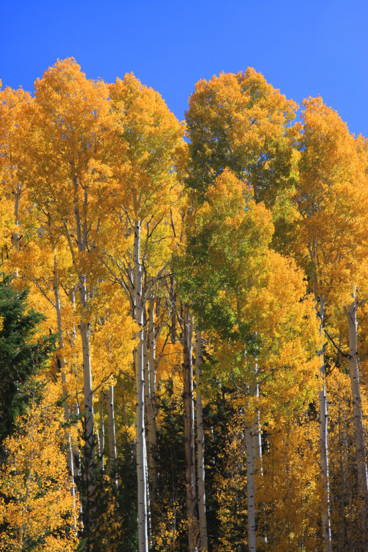0012-IMG_0003-Aspens in the Fall.jpg