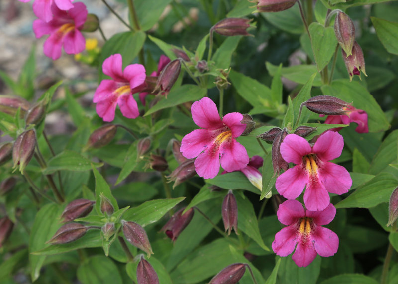 0014-3B9A6993-Monkey- flowers along the Hidden Lake Trail, Glacier-.jpg