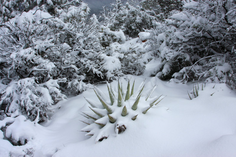 0013-IMG_0025-Agave in Winter-.jpg
