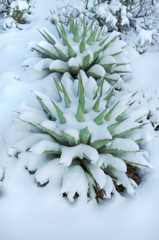 00142-IMG_9956-Agaves in Winter.jpg