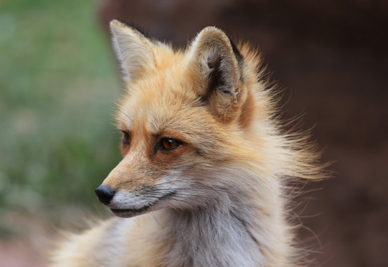 001-3B9A2547-Red Fox.jpg