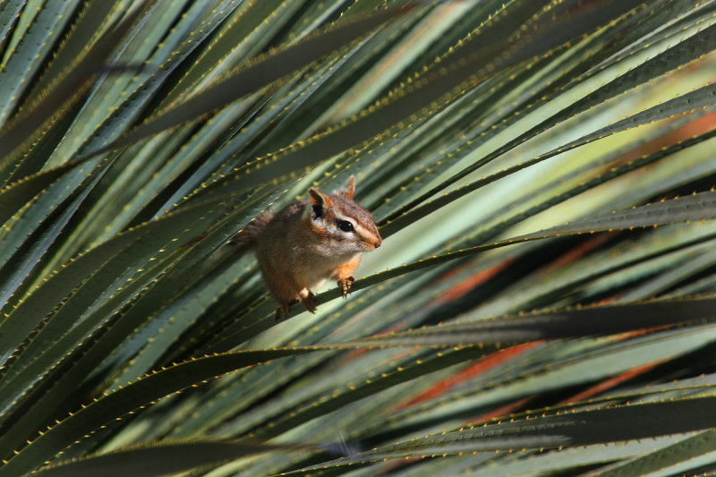 0019-IMG_0477-Chipmunk.jpg