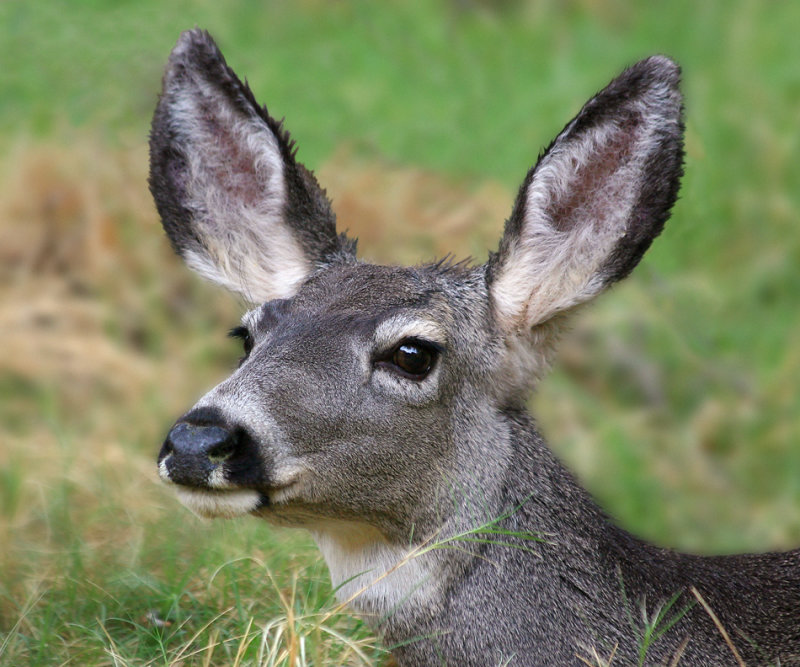 0025-IMG_8244-Mule Deer.jpg