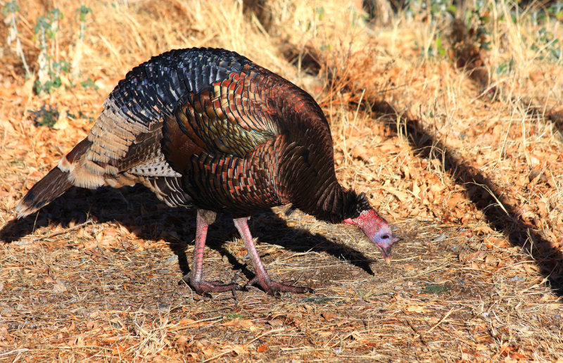 0047-IMG_9909-Wild Turkey Looking for Food.jpg
