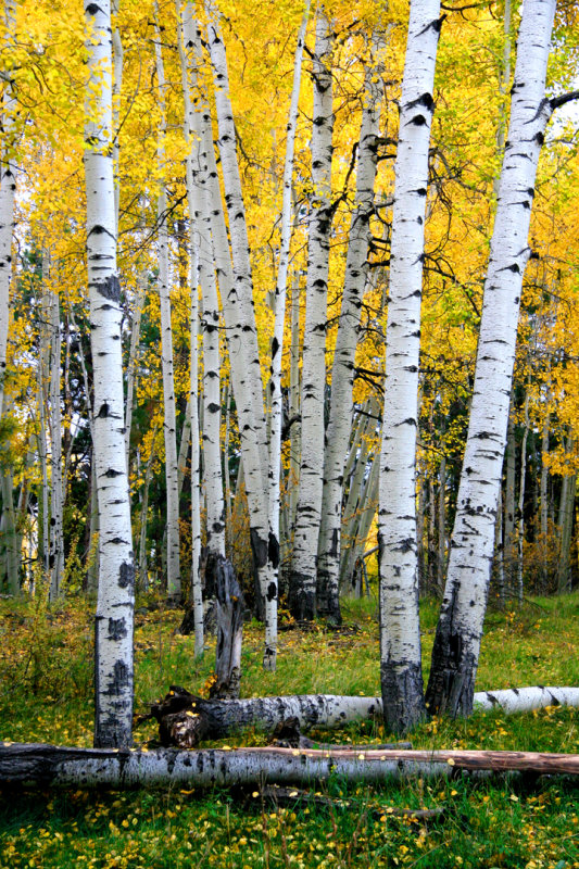 0027-IMG_6202-Aspens-.jpg
