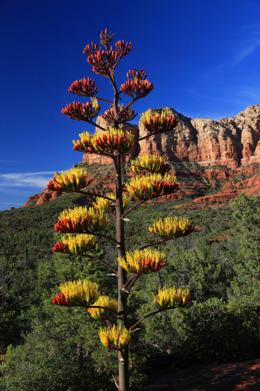 0032-3B9A2933-Agave Blooming in Sedona.jpg