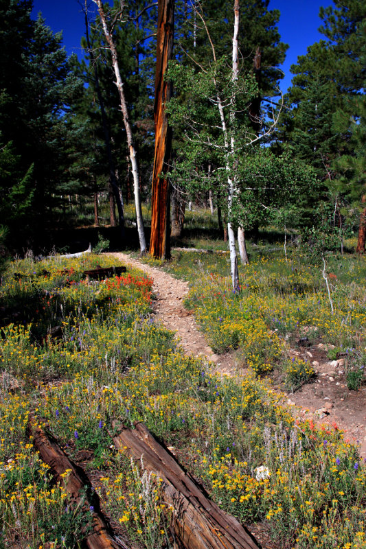 0034-IMG_4825-Widforss Trail, Grand Canyon.jpg