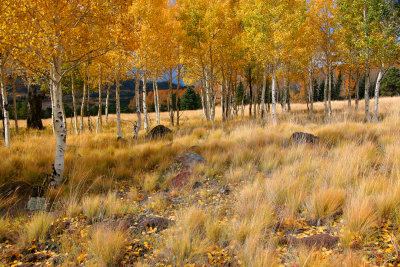 002-IMG_5554-Aspens in the Fall, Snowbowl.jpg