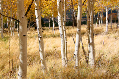 006-Arizona Aspens.jpg