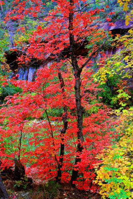 009-IMG_8971-Bigtooth Maple in Oak Creek Canyon.jpg