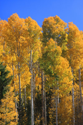 0012-IMG_0003-Aspens in the Fall.jpg