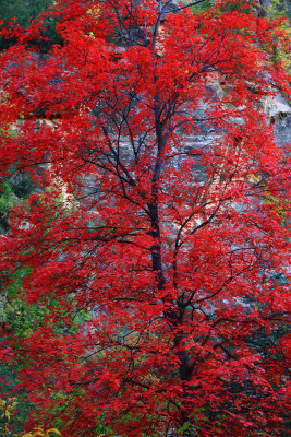 0013-IMG_8668-Bigtooth Maple in Oak Creek Canyon.jpg