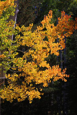 0014-IMG_0045-Aspen Delight in the Fall.jpg