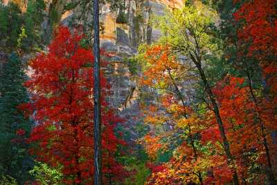 0015-IMG_0406V2-Fall Colors of Oak Creek Canyon.jpg