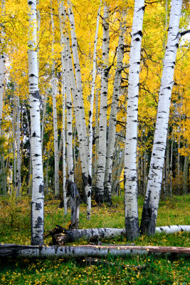 0018-IMG_6202-Aspens-.jpg