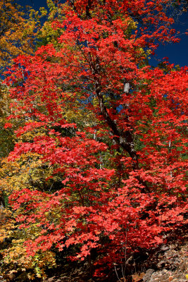 0020-IMG_8187-Bigtooth Maple in Oak Creek Canyon.jpg