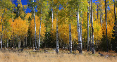 0021-IMG_8372-Aspens in Flagstaff-.jpg