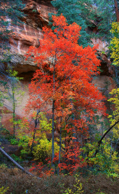0022-IMG_8510-Bigtooth Maple in Oak Creek Canyon.jpg