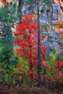 0024-IMG_8560-Bigtooth Maple in Oak Creek Canyon.jpg