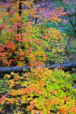 0026-IMG_8923-Glorious Fall Colors of Oak Creek Canyon.jpg