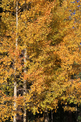 0030-3B9A5430-Aspens in the Fall.jpg