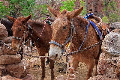 0033-IMG_7333-Pack Mules at the Bottom of the Grand Canyon.jpg