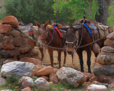 0058-IMG_7259-Pack Mules at Phantom Ranch, Grand Canyon.jpg
