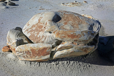 0018-3B9A6350-Bisti Badlands Rock Formation.jpg