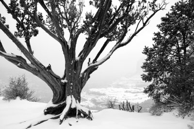 0018-IMG_9408-Juniper Tree in Winter.jpg