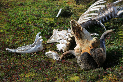 005-3B9A0554-Musk-ox Bones on the Tundra.jpg