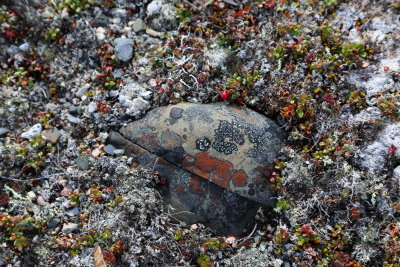 007-3B9A0561-Rock Lichen on the Tundra.jpg