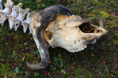 008-3B9A0729-Musk-ox Bones on the Tundra.jpg