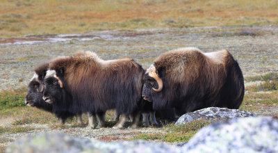 0011-3B9A1293-Musk-ox Family.jpg