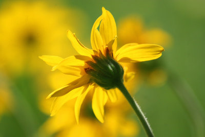 001-IMG_1121-Sunflower.jpg