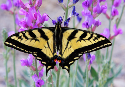 002-IMG_0518-Tiger Swallowtail Butterfly on Lupine Wildflowers.jpg