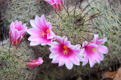 003-IMG_1834-Fishhook Cactus Flowers .jpg