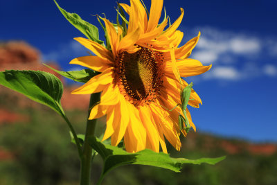 004-3B9A3570-Sunflower & Praying Mantis.jpg