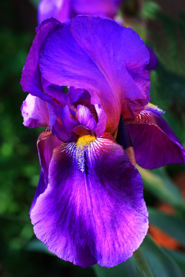 005-IMG_1823-Beautiful Iris.jpg