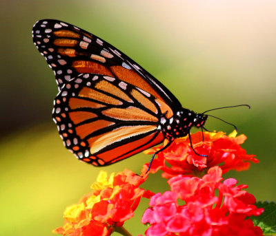 006-IMG_5595-Monarch Butterfly.jpg