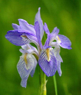 0011-IMG_1347-Beautiful Iris.jpg